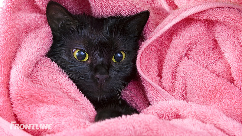 Hur man gör kattbadet till en så trevlig upplevelse som möjligt