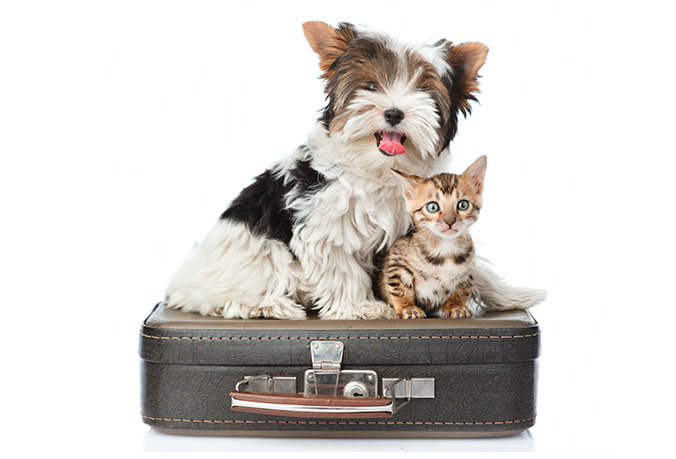 Ska du åka på semester med ditt husdjur?