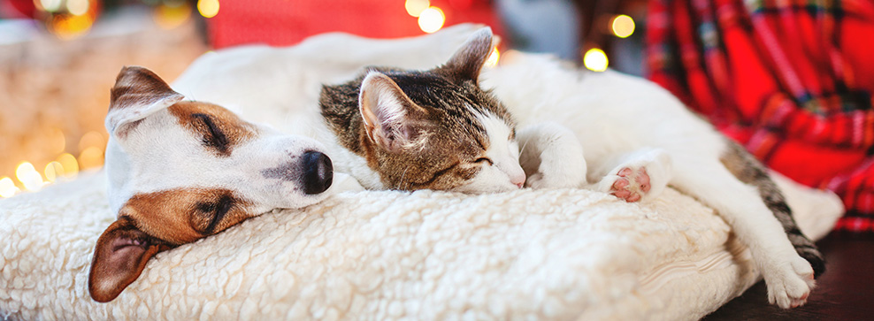 Guide: Hur du tar hand om ditt husdjur inför jul och nyår