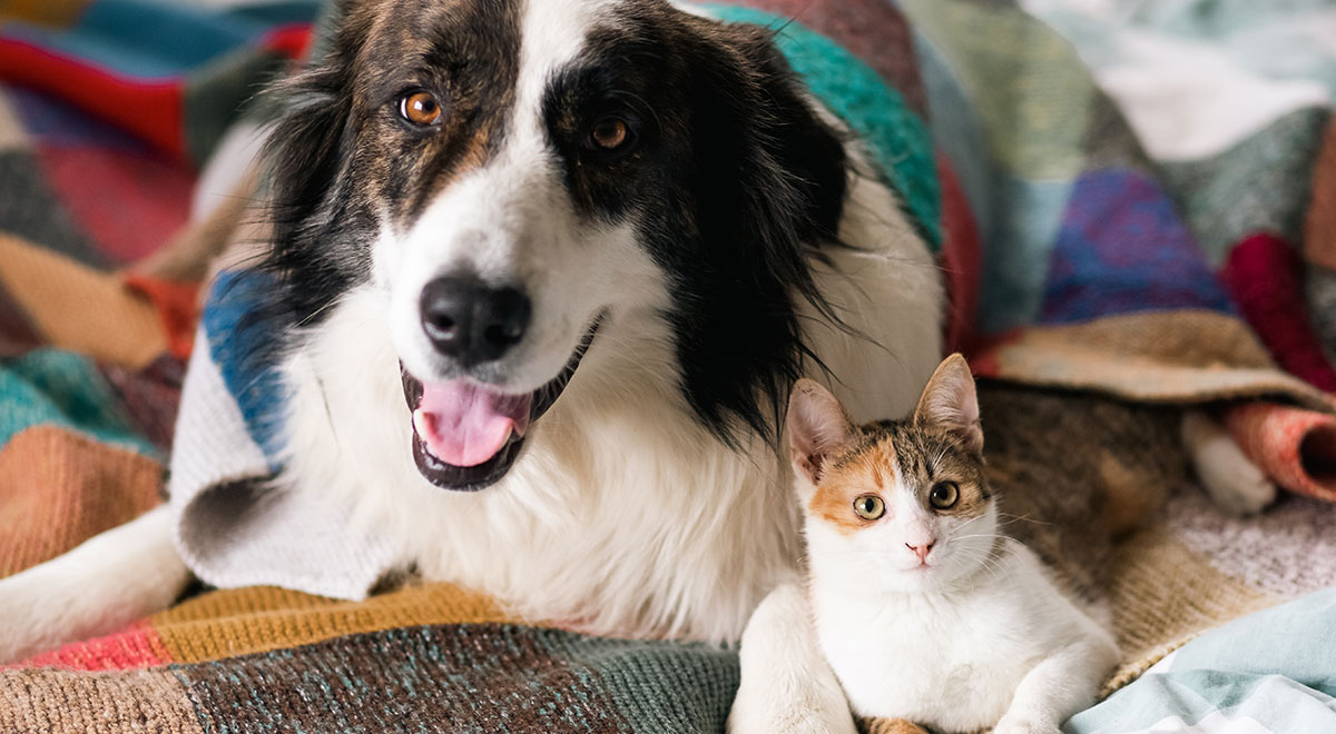 Hur kontrollerar jag om min hund eller katt har loppor?