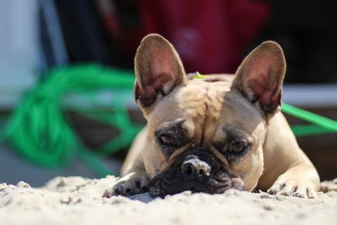 Hundar på stranden