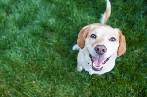 3 bra tips för hundträning