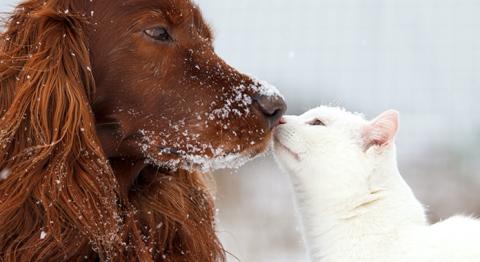 Hur du tar väl hand om ditt husdjur i kylan